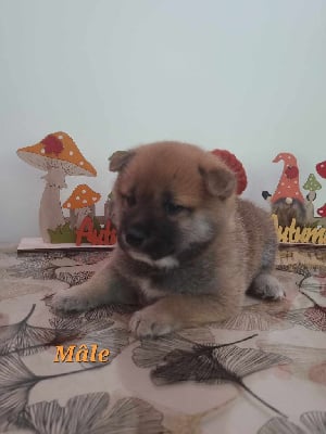 Mâle - Shiba