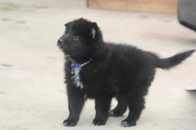 Les chiots de Berger Belge