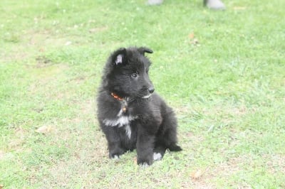 Les chiots de Berger Belge