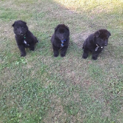 Les chiots de Berger Belge