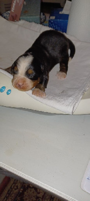 Les chiots de Bouvier Bernois