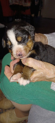 Les chiots de Bouvier Bernois