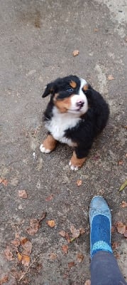 Les chiots de Bouvier Bernois