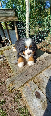 Les chiots de Bouvier Bernois