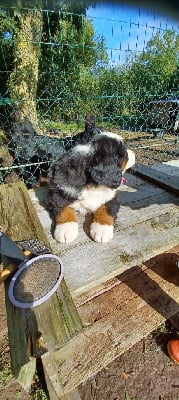 Les chiots de Bouvier Bernois