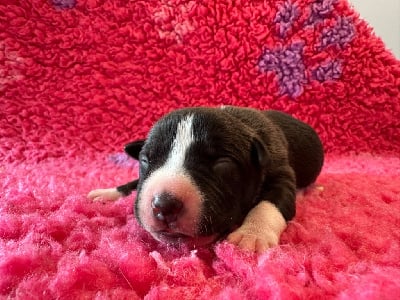 Male 2 - American Staffordshire Terrier