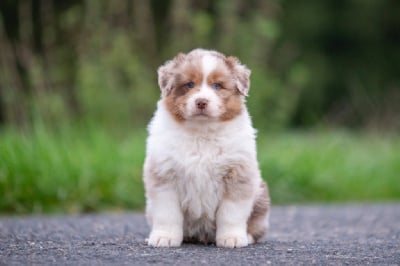 Les chiots de Berger Australien