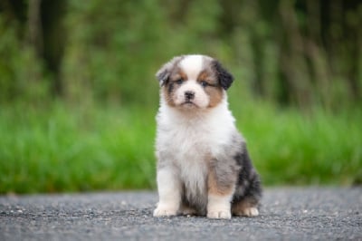 Les chiots de Berger Australien