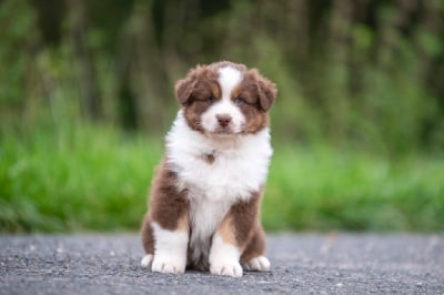 Les chiots de Berger Australien