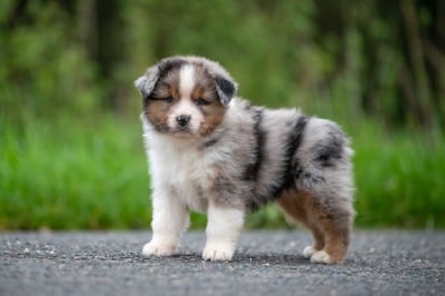 Les chiots de Berger Australien