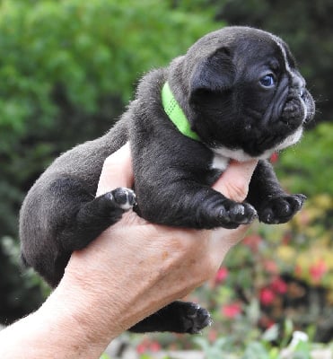 Les chiots de Bouledogue français