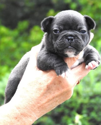 Les chiots de Bouledogue français