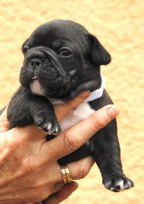 Les chiots de Bouledogue français