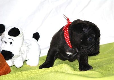 Les chiots de Bouledogue français