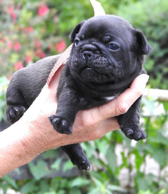 Les chiots de Bouledogue français