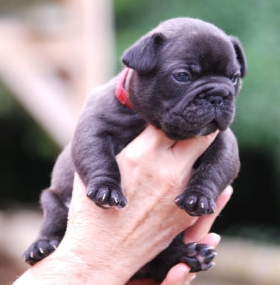 Les chiots de Bouledogue français