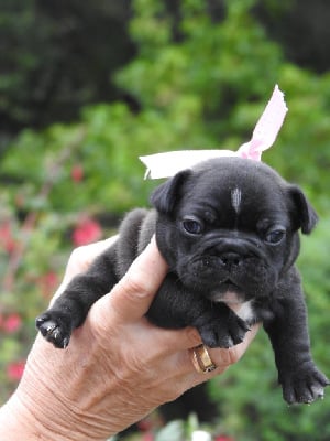 Les chiots de Bouledogue français