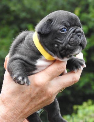 Les chiots de Bouledogue français