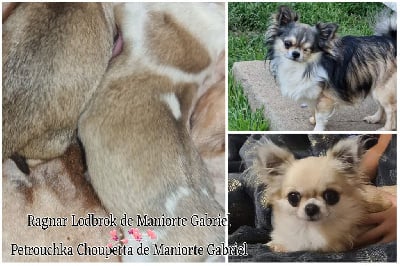 Les chiots de Chihuahua