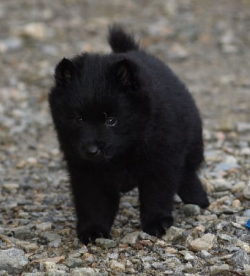 Les chiots de Schipperke