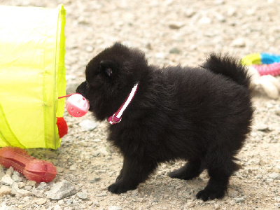 Les chiots de Schipperke