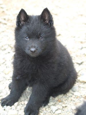 Les chiots de Schipperke