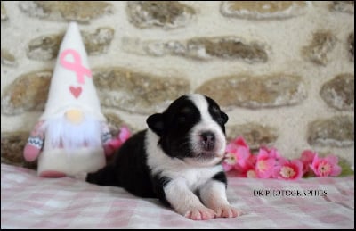 CHIOT FEMELLE NT1 - Berger Australien