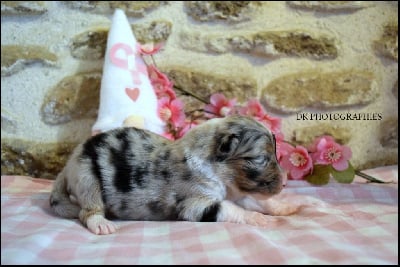 Les chiots de Berger Australien