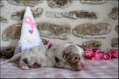 Les chiots de Berger Australien