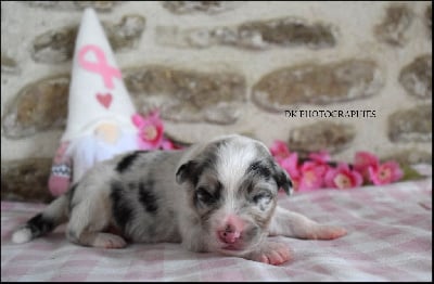 Les chiots de Berger Australien