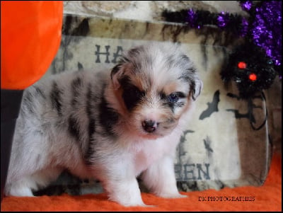 Les chiots de Berger Australien