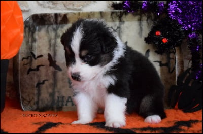 Les chiots de Berger Australien