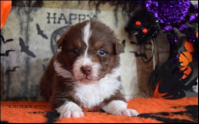 Les chiots de Berger Australien