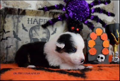 Les chiots de Berger Australien