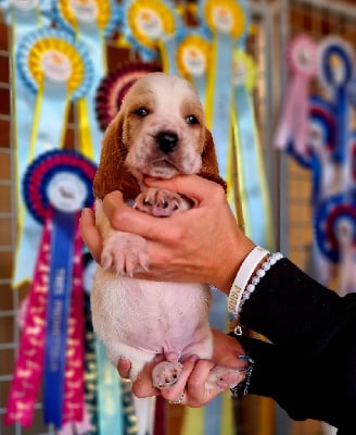 Les chiots de Basset Hound