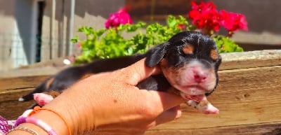 Les chiots de Basset Hound