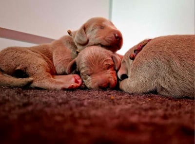 Les chiots de Braque de Weimar