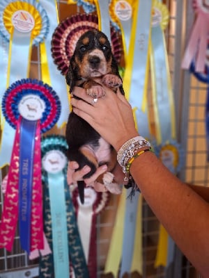 Les chiots de Basset Hound