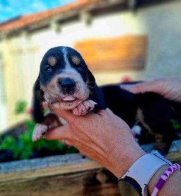 Les chiots de Basset Hound