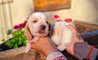 Les chiots de Basset Hound