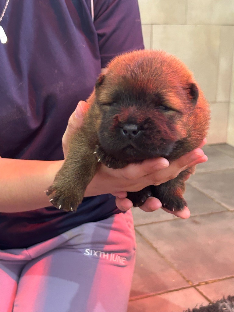 CHIOT 4 - Chow Chow