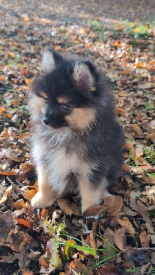 Les chiots de Spitz allemand