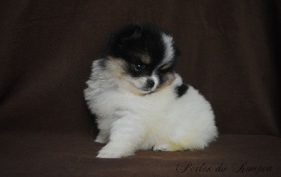 Les chiots de Spitz allemand