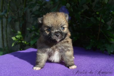 Les chiots de Spitz allemand