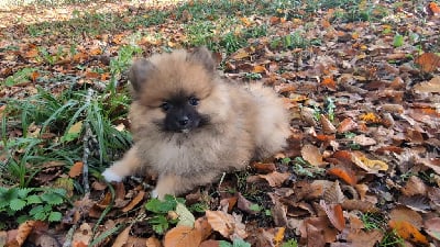 Les chiots de Spitz allemand