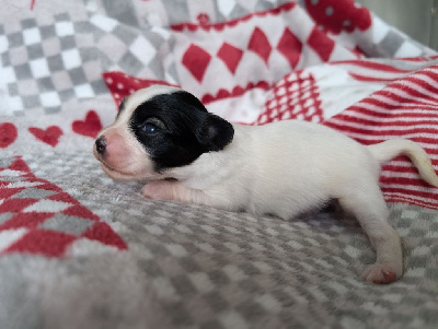 Les chiots de Epagneul nain Continental (Papillon)