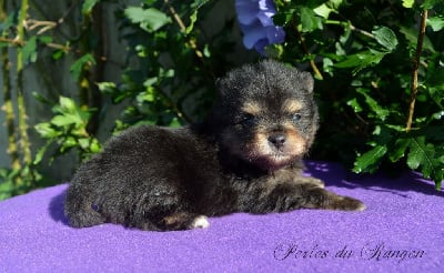 Les chiots de Spitz allemand