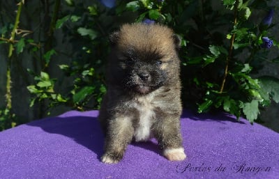 Les chiots de Spitz allemand