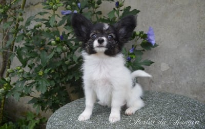 Les chiots de Epagneul nain Continental (Papillon)