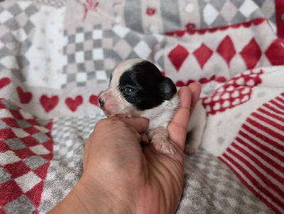 Les chiots de Epagneul nain Continental (Papillon)